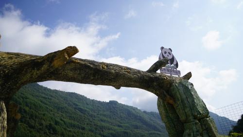 探秘大熊貓國(guó)家公園系列1 ：救助野外大熊貓的飼養(yǎng)經(jīng)